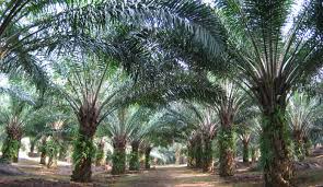 Image result for oil palm