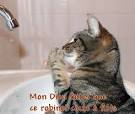 Image de chats rigolos