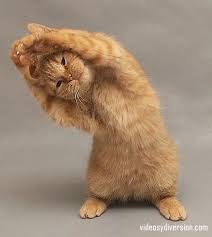 Resultado de imagen de animales haciendo gimnasia