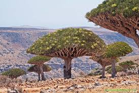 Картинки по запросу остров сокотра