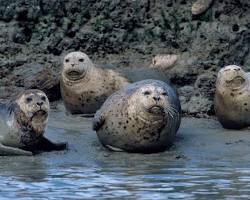 Image of Monterey Bay Aquarium, Monterey with seals