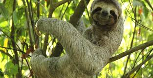 Image result for costa rica
