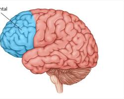 Image of Prefrontal Cortex