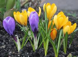 Image result for bild på vårblomma