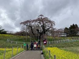 日本三大桜“三春滝桜”が開花 大雪の枝折れ乗り越え去年より6日早く 福島・三春町（TUFテレビユー福島）