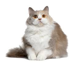 Image result for cat