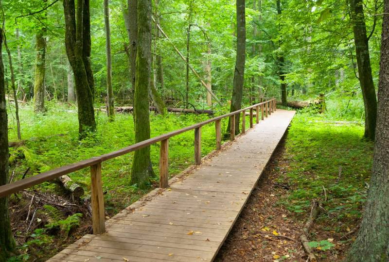 Białowieża Forest