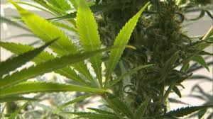Resultado de imagen de Legalization