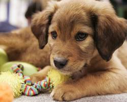 puppy playing with a variety of toysの画像