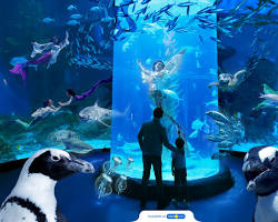 Image of Aquarium Jakarta