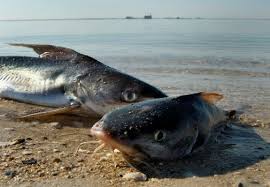 ‘We got lucky’: How Florida wildlife died — or survived — in the brutal February freeze