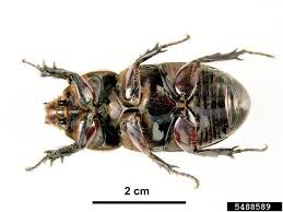 Résultat de recherche d'images pour "rhino beetle"