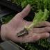 Anchorage Farmers Market opens season with garden starts and ...