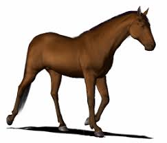 Image result for HORSE