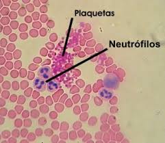 Resultado de imagen de cèl.lules microscopio optico