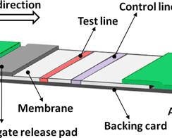 lateral flow immunoassay test strip的图片