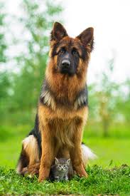 Résultat de recherche d'images pour "cats and dogs living together pictures"