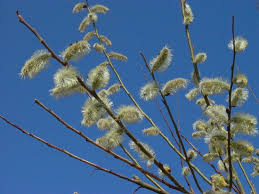 Image result for virágvasárnap