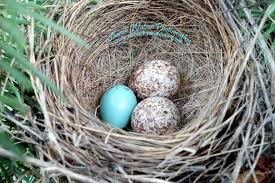 Image result for brown headed cowbird eggs