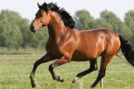 Image result for HORSE