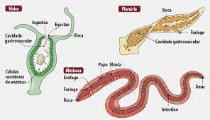 Resultado de imagen para sistemas digestivos de invertebrados