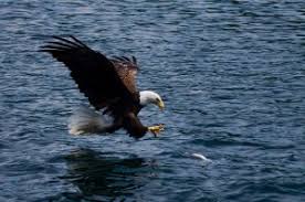 Image result for cape breton images