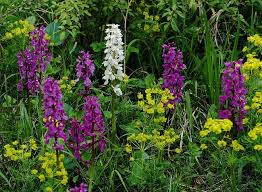Die Zusammensetzung der Rhöner Orchideenflora | Marco Klüber