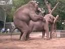 Elephent xxx com