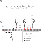 Dolicholphosphat - DocCheck Flexikon