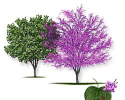 Image of Redbud Tree in Texas