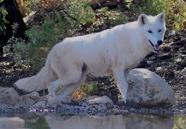 Image result for wolves images free