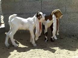 Image result for GOAT