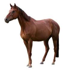 Image result for horse