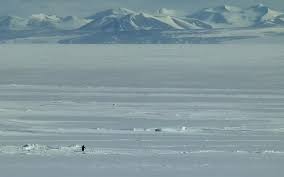 TikTok’s ‘Nihilistic Penguin’ Meme, Explained