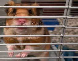 Opinion | Congressional Republicans might finally jump off the hamster wheel