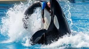 trending #ocra #jassica #fyp #viral | Orca Videos | TikTok