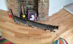 Image result for cat and centipede