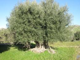Risultati immagini per olivo