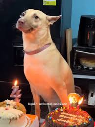 🎂Chúc mừng bà nha, nhất bà luôn!📣