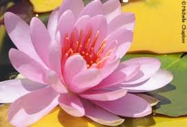 Resultado de imagen de fotos de toda la flora de la bahia de cadiz