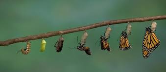 Image result for butterfly caterpillar