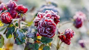 Saints de Glace : tout ce que l'on sait à l'instant