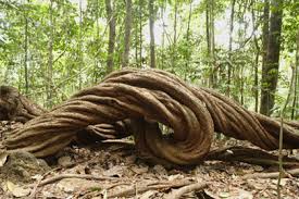 Image result for kanneliya forest resort