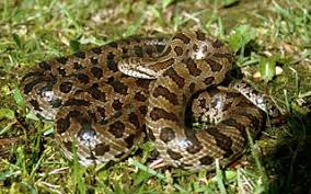 Image result for king snake