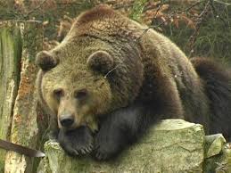 Bildergebnis für tiere im wald