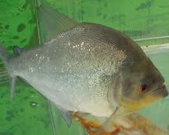 臆病で繊細な一面も持つピラニアの画像