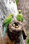 Virtual villagers 2 parrots talking and singing birds <?=substr(md5('https://encrypted-tbn1.gstatic.com/images?q=tbn:ANd9GcQNGrNN0MWdQ58KvM8kP_Q6xbj48usKAhNA5ajvIIyKOS2lLz0Th6i0j8nT'), 0, 7); ?>