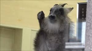 銀行のATMコーナーから『ニホンカモシカ』吹き矢放たれ麻酔でおとなしくなったところを捕獲 新潟県柏崎駅前（ＢＳＮ新潟放送）