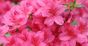 Image result for Azalea azaleas