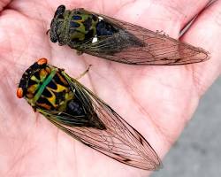 Image of Cicadas